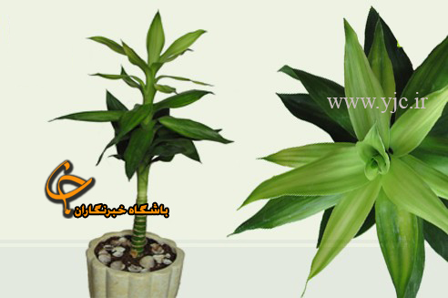 طبیعت،ميهمان منازل