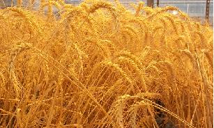 دستیابی مرکز تحقیقات کشاورزی کرمانشاه به گندم رقم ریژاو