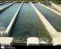 رهاسازی 30 هزار قطعه بچه ماهی گرم آبی در شهرستان اهر