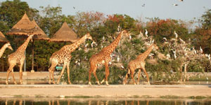 ضرورت ایجاد باغ وحش در ایلام