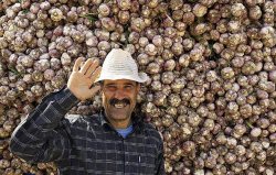 تولید سیر برای نخستین بار در بخش اصلاندوز مغان