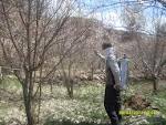 تولید پایلوت حشره كش بیولوژیكی برای نخستین بار در كشور آغاز شد