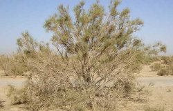 منابع طبیعی نقش بسزایی در توسعه كشور دارد