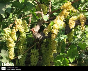 آغاز برداشت انگور از تاکستان‌های جهرم