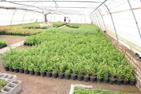 تولید 30 درصد ارزش افزوده در بخش کشاورزی خراسان جنوبی