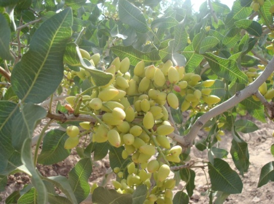 پسته کاری در720 هكتار از زمین های شهرستان نایین