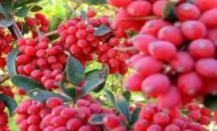 زرشک رفیق قلب هاست
