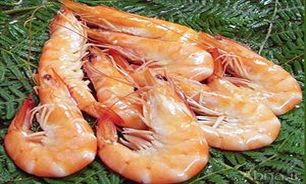 آغاز صید شاه میگوی آب شیرین از دریاچه پشت سد ارس