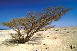 پنج هزار هكتار از زمين هاي بياباني استان قزوين بيابان زدايي شد