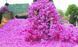 برگزاری همایش توسعه كشت گل محمدی در خوی