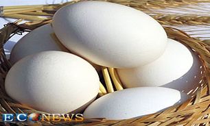 بهره برداری یك واحد بزرگ تولید تخم مرغ در مهاباد