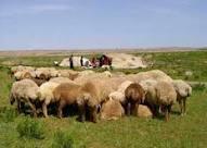 اجرای 19 طرح دام و طیور  در مازندران