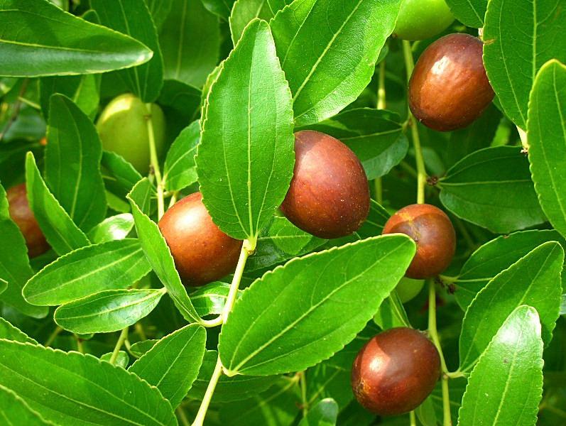 آغاز طرح تکثیر عناب در خراسان جنوبی