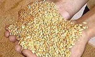 اغاز برداشت گندم از مزارع اذربايجان غربي