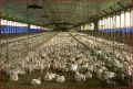 ساخت بزرگترین مجتمع تولید زنجیره ای طیور کشور در سنندج