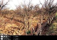 خسارت160 میلیاردریالي سرمازدگی به محصولات كشاورزی درچهارمحال و بختیاری