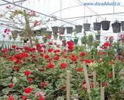 برداشت 5 ميليون گل شاخه بريده در چهارمحال و بختياري