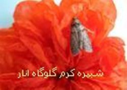 رهاسازی نژاد محلی زنبور انگل 'كرم گلوگاه انار' به زودی در منطقه طارم