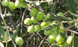 خاك شور شاخص رشد زیتون را كاهش می دهد.
