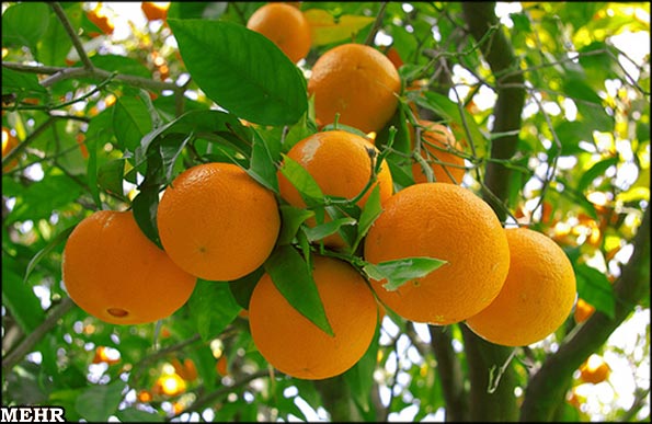 بهبود نورگیری میوه ها با استقرار سیستم های نگهداری در باغات متراکم