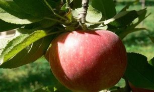 خریداری9200 تن محصول كشاورزی از كشاورزان آذربایجان غربی