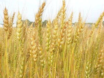 بیمه گندمزارهای نكا