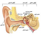 عمل ساخت لاله گوش دراستان زنجان