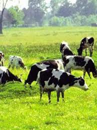آغاز اجرای طرح واکسیناسیون رایگان طیور روستایی علیه بیماری نیوکاسل