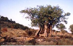 سقز چینی حرفه مردمان اورامانات