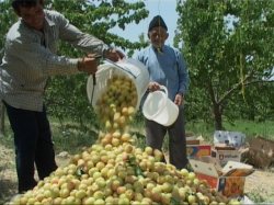 کاهش 50 درصدی تولید زردآلو در مشگین شهر