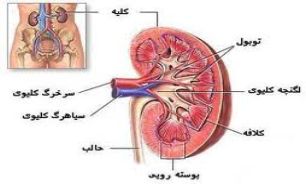 نكاتي طلايي در خصوص مراقبت هاي پس از عمل پيوند كليه