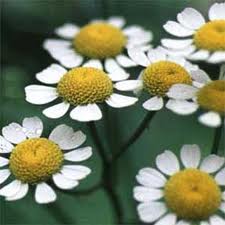 مصرف چای بابونه بخصوص برای افراد دیابتی بسیار مفید است