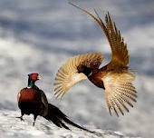 سرشماری بیش از6 هزار  قرقاول در گیلان