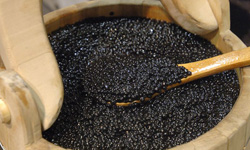 چهارمحال و بختیاری مستعد پرورش ماهیان خاویاری است