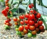 مبارزه بیولوژیكی در 90 درصد مزارع تولید گوجه ‏فرنگی ‏در ایلام اجرا شد ‏