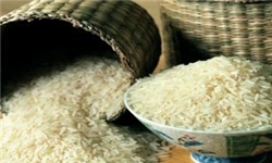 پیش بینی 20 هزار هکتاری کشت دوم برنج در اراضی کشاورزی مازندران