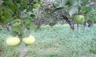 آغاز مبارزه شیمیایی علیه نسل دوم كرم سیب در یك هزار و یكصد هكتار از باغات بوكان