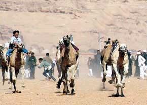 اينجا ‌شترسواري‌ دولا ‌دولا ‌ممنوع ‌است