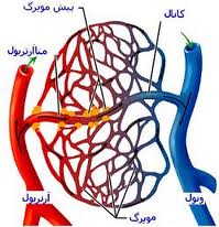 پیشرفت تکنولوژی‌ آمار بیماری‌های اعصاب را کاهش می‌دهد