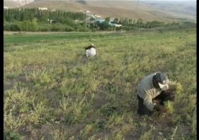 برداشت 10 هزار تن نخود از مزارع استان چهارمحال و بختياري