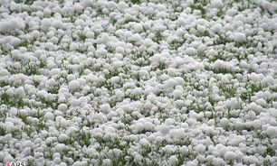 بارش باران و تگرگ 50 میلیارد ریال خسارت در سلماس بر جای گذاشت