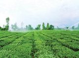 طرح توسعه كشاورزی نوید بخش رونق اقتصادی ‏كشاورزان ایلام ‏