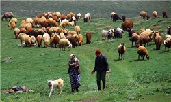 واکسیناسیون 15 هزار دام در استان زنجان
