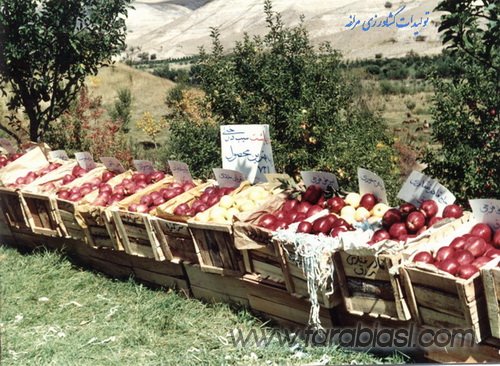خرید بیش از 21 هزار تن تولیدات کشاورزی از کشاورزان قزوین