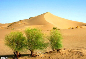 يابان‌زدايي 70 هزار هكتار از اراضي فارس