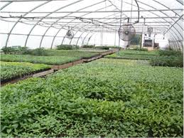 250مقاله به دبیرخانه كنگره هیدروپونیك و تولیدات گلخانه‌ای محلات رسید