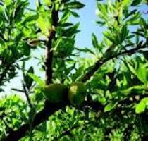 توسعه باغات بادام چهارمحال وبختیاری تا سه هزار هكتار