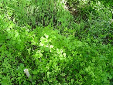 مصرف سبزی مانع تولد نوزاد نارس و کم وزن می شود