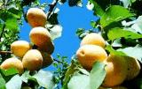 تولید سالانه بیش از 900 تن زردآلو در شهرستان ایلام