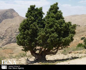 دو اثر شاخص طبیعی شهرستان استهبان در آستانه ثبت ملی